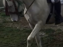 Se vende caballo albino 