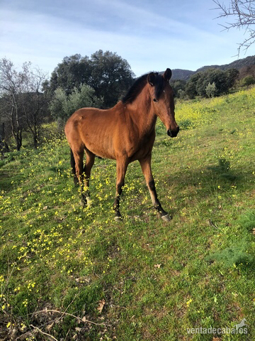 Caballo Hispano Árabe Hispanoarabe - Potra hispano árabe
