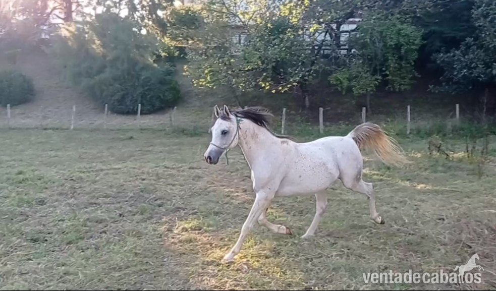 Caballo Entero Árabe  in 