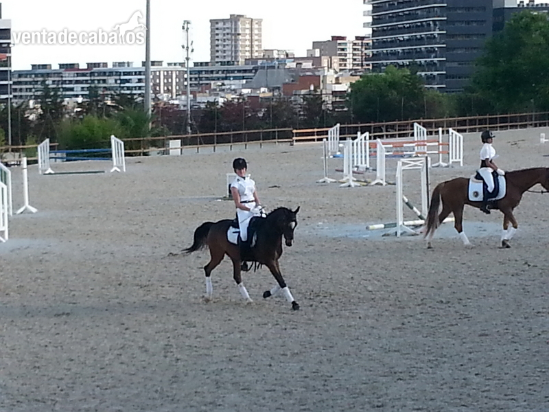 PONI EN VENTA in 