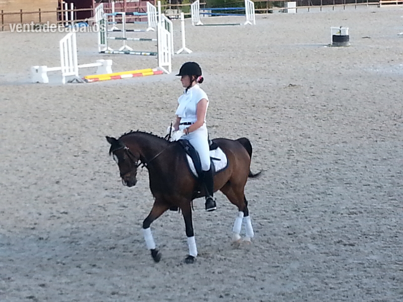 Poni de Competicion / Deporte