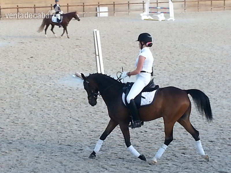 Poni de Competicion / Deporte {TYPE}