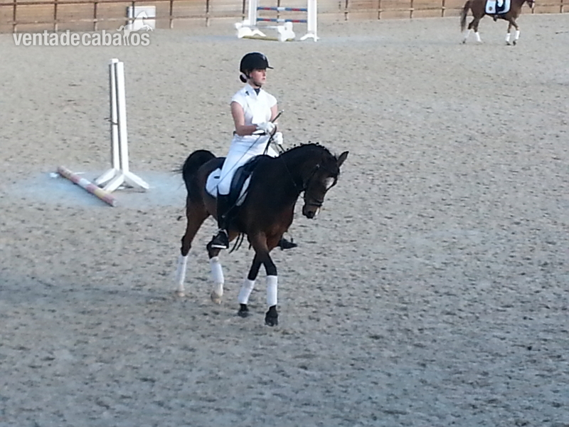 Ponis Pony Club Poni de Competicion / Deporte - PONI EN VENTA