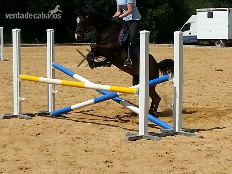 PONI EN VENTA - Ponis Pony Club Poni de Competicion / Deporte