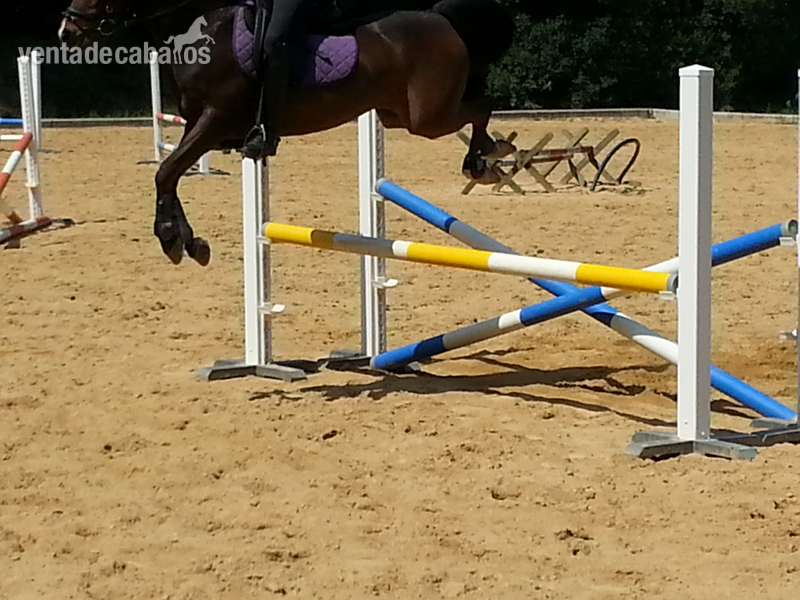 PONI EN VENTA - Poni de Competicion / Deporte