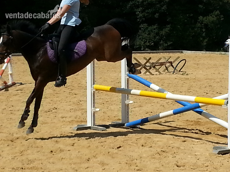 PONI EN VENTA - Ponis Pony Club