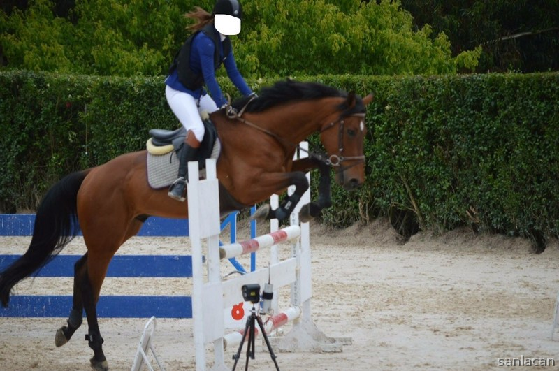 Venta CDE salto Galicia - Caballos Capados Caballo de Deporte Español (CDE)