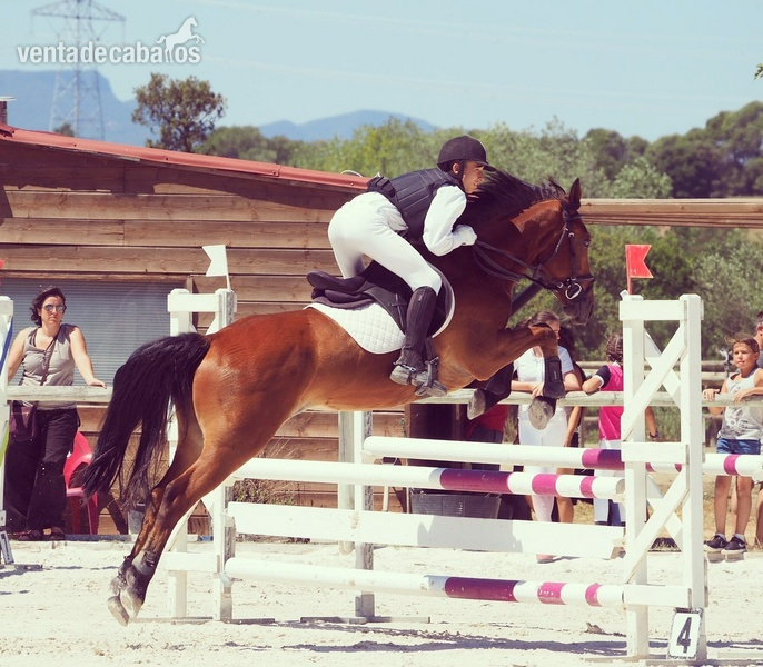 Pony D 149 cm, salto y completo in 