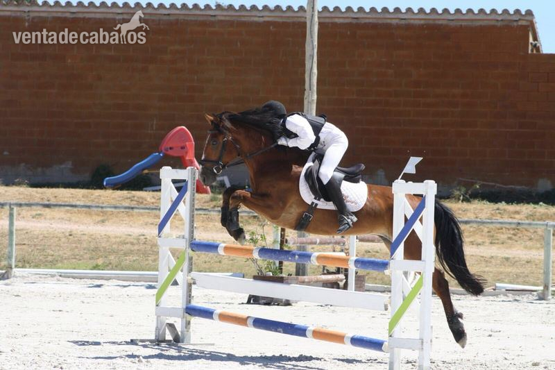 Ponis Pony Club Connemara - Pony D 149 cm, salto y completo