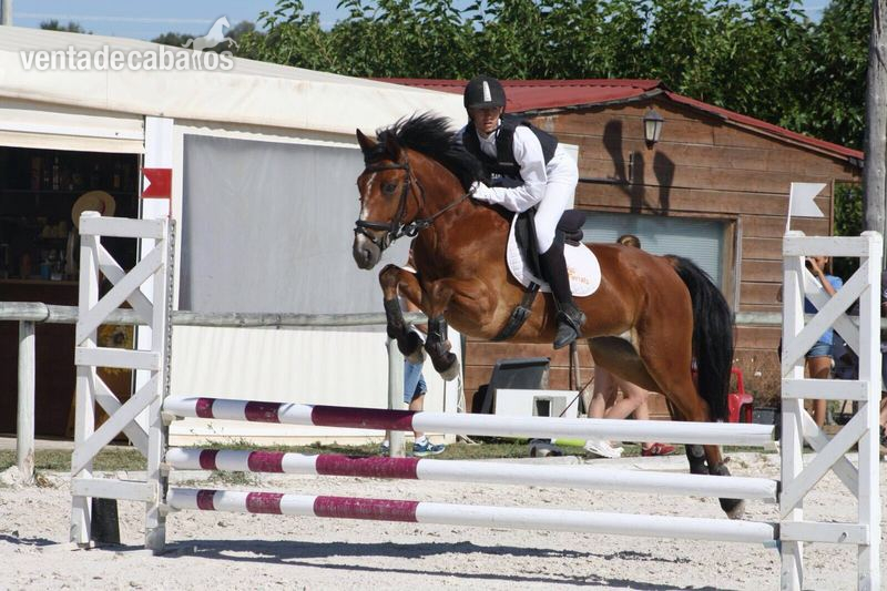 Pony D 149 cm, salto y completo - Ponis Pony Club Connemara