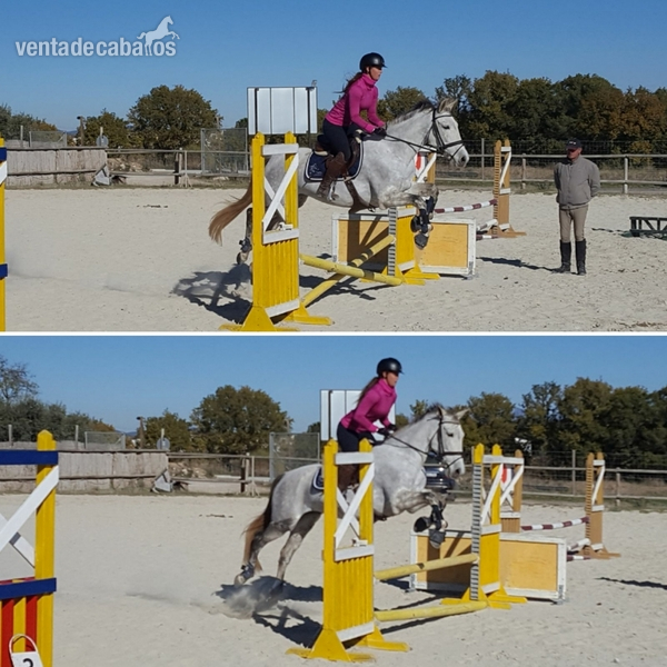 Súper yegua de 6 años para deporte 