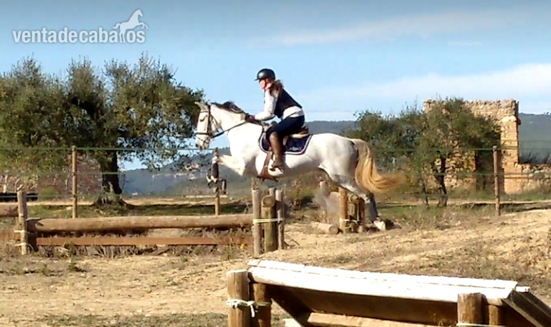 Súper yegua de 6 años para deporte - Yeguas