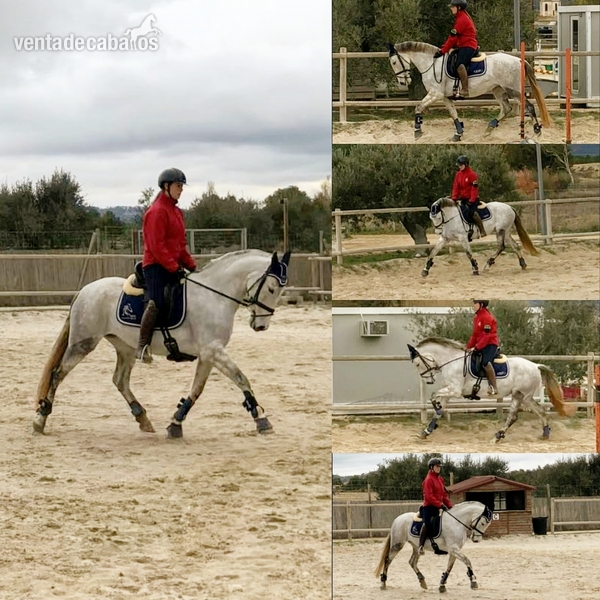  Súper yegua de 6 años para deporte