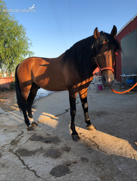 Venta de caballo Pura Raza Española in 