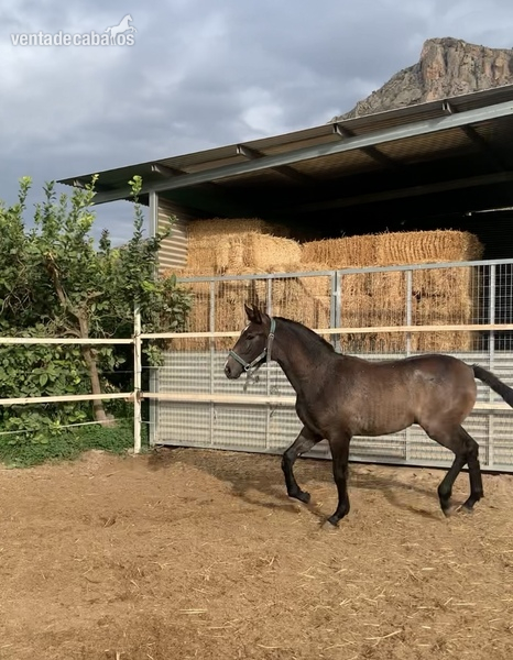 Turrón LM hijo Jecomias Cen - Caballos Pura Raza Española (P.R.E.) in 