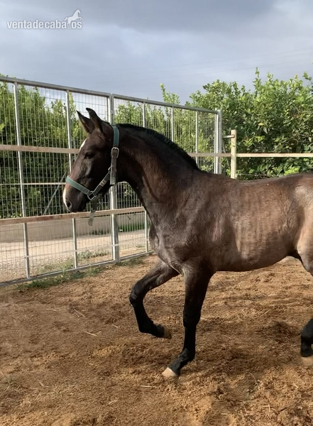 Turrón LM hijo Jecomias Cen - Caballos Pura Raza Española (P.R.E.)