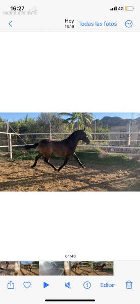 Turrón LM hijo Jecomias Cen - Caballos Pura Raza Española (P.R.E.) Pura Raza Española