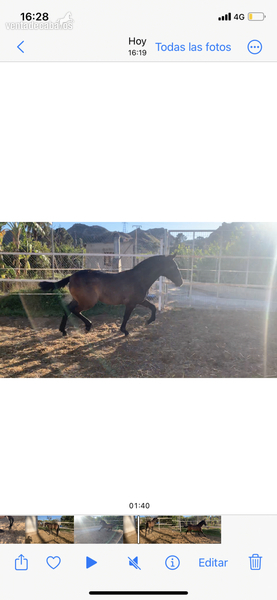 Turrón LM hijo Jecomias Cen - Caballos Pura Raza Española (P.R.E.)