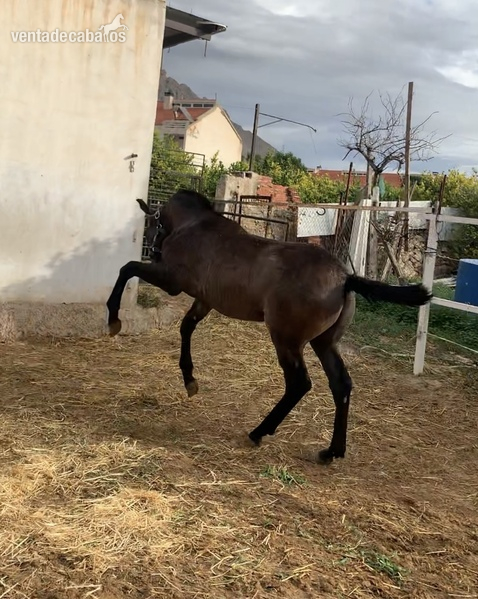  Turrón LM hijo Jecomias Cen