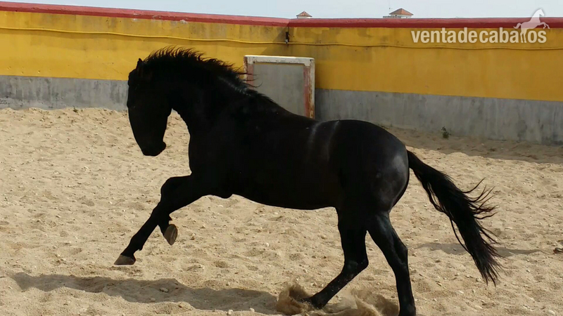 Potro negro español in 