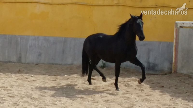 Pura Raza Española