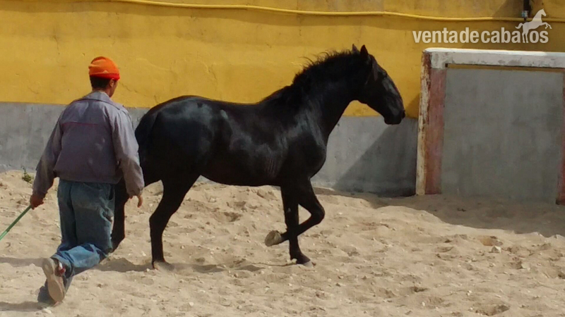Caballos Pura Raza Española (P.R.E.) Pura Raza Española - Potro negro español