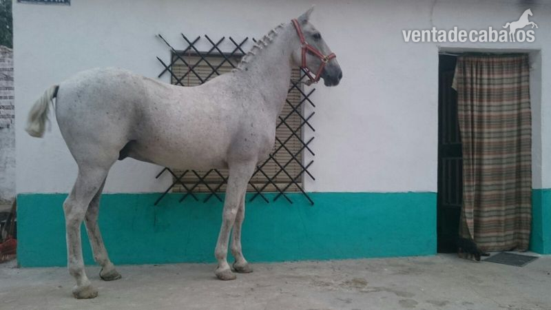CABALLO COLIN TORDO PICASO in 