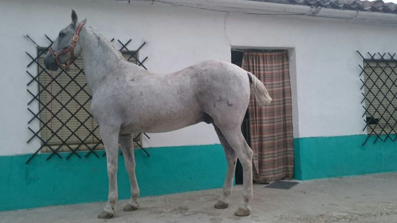 Cruzado