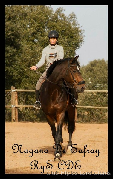 Caballos Enteros Silla francés - Semental SF salto, orígenes TOP