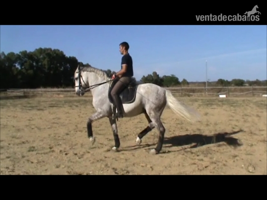 Lusitano de gran premio  in 