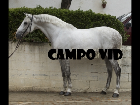 Lusitano