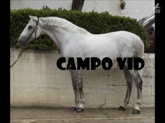 Lusitano