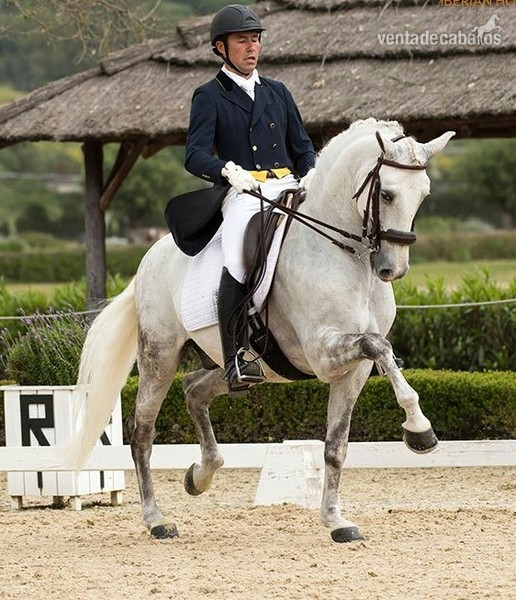 Lusitano {TYPE}