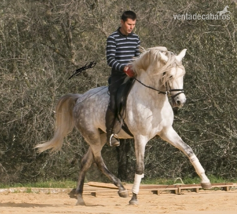 Caballos Capados Lusitano - Lusitano de gran premio 
