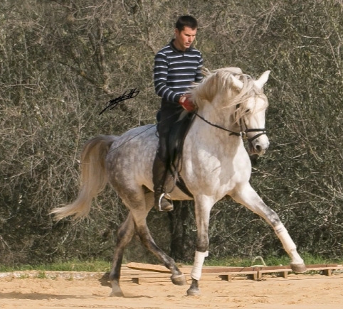 Caballos Capados Lusitano - Lusitano de gran premio 