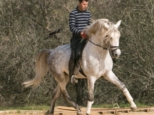 Lusitano de gran premio 