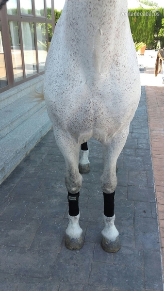 Caballos Pura Raza Española (P.R.E.) Pura Raza Española - SE VENDE POR FALTA DE TIEMPO