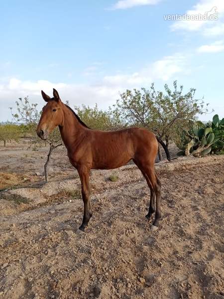 Se vende potra lusitana in 