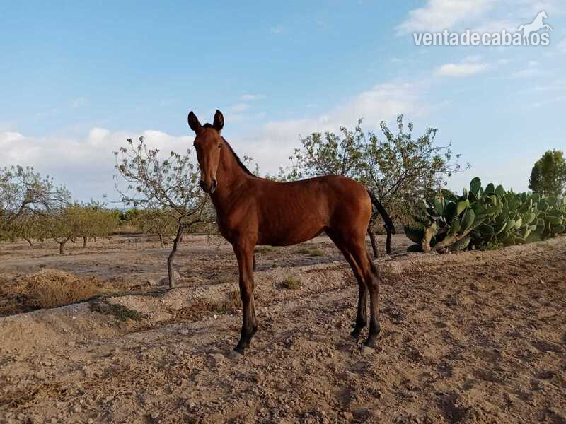 lusitana