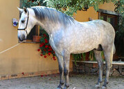 CABALLO CARTUJANO MONTADO