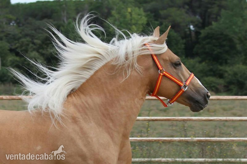 Potro palomino CDE in 