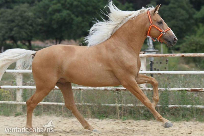 Caballo de Deporte Español (CDE)