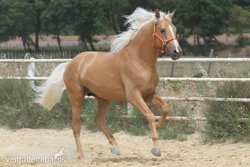 Caballo de Deporte Español (CDE) {TYPE}