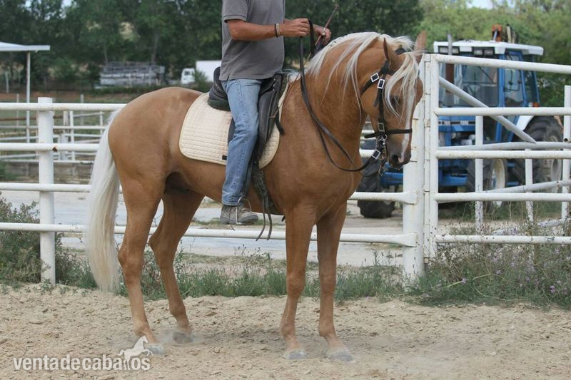 Caballos Pura Raza Española (P.R.E.) Caballo de Deporte Español (CDE) - Potro palomino CDE