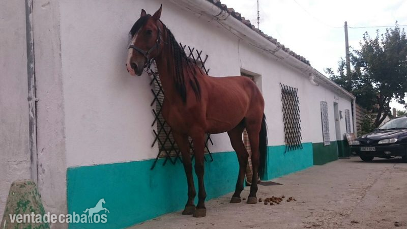 SE VENDE O SE CAMBIA CABALLO LUSITANO in 