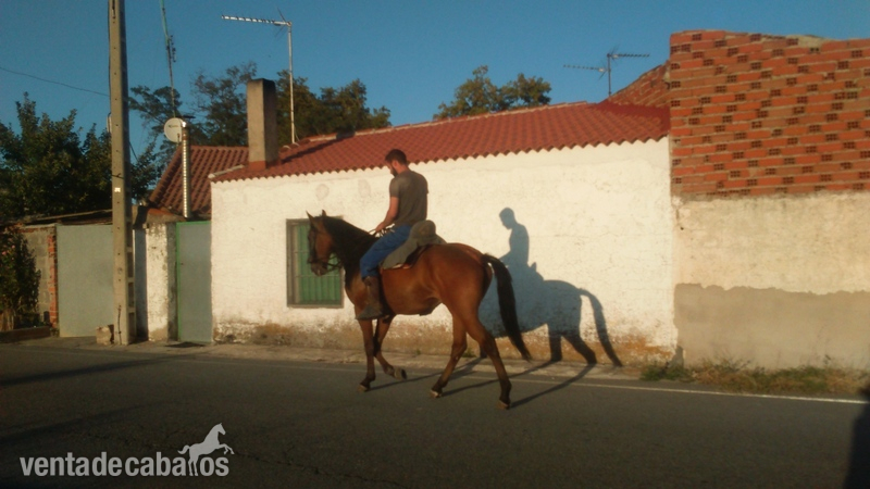 Lusitano