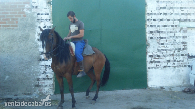 Lusitano {TYPE}