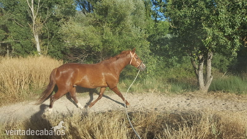 Se vende espectacular jaca alazana  in 