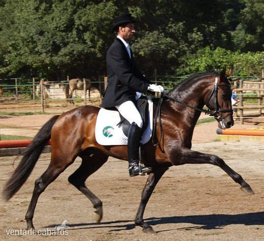 Caballo Pura Raza Española in 