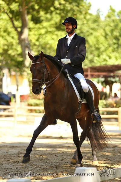 Caballo Pura Raza Española - Pura Raza Española